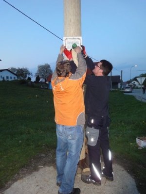 Maibaum Aufstellen